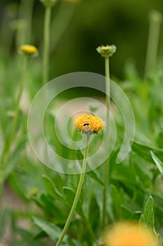 Blanket flower Gaillardia megapotamica yellow composite flower