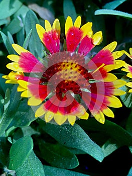 Blanket flower Gaillardia pulchella