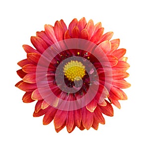 Blanket flower isolated on white background. Macro image of Gaillardia burgundy flower