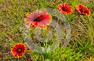 Blanket flower planted in Germany