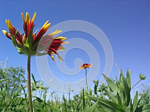 Blanket Flower Wildflowers