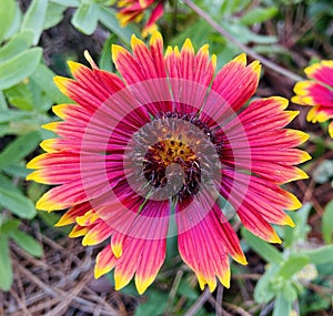 Blanket flower in yellow and red garden plant