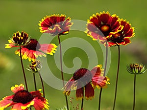 Blanket Flowers