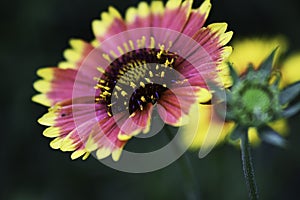 Blanket flowers with bokeh