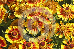 Blanket flowers (Gaillardia aristata)