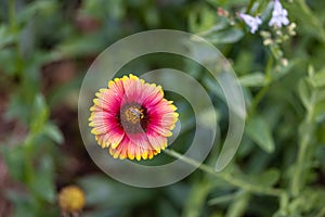 Blanket Flowers Gaillardia perennials renowned for their profuse, long-lasting, color.