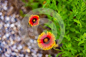 Blanket Flowers Gaillardia perennials renowned for their profuse, long-lasting, color. photo