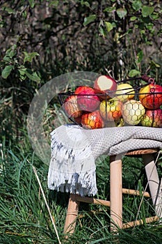 Blanket and organic autumn apples in a basket on a wooden table in an orchard