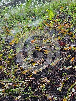 Blanket of spider webs over grass in a misty meadow. Drops of morning dew and fog suddenly reveal many hidden cobwebs