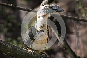 A blanket toko sits on a branch