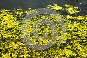 Blanket weed, duckweed grow in Pond