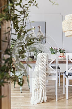 Blanket on white chair at table in dining room interior with flowers and rattan lamp. Real photo