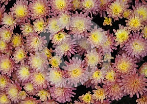 Blanket Of Yellow And Pink Chrysanthemums