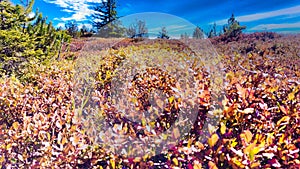 A Blanketed Landscape of Wild Berries in the Austrian Mountain