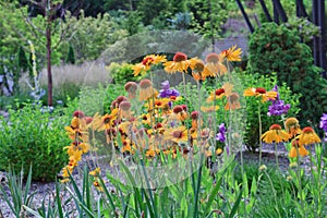 Blanketflower Amber Wheels in garden setting