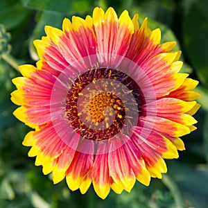 Blanketflower ( Gaillardia grandiflora)