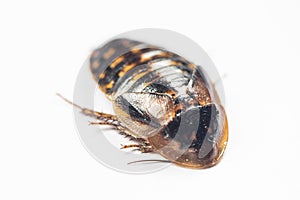 Blaptica dubia, Dubia roach, also known as the orange-spotted roach in the laboratory.