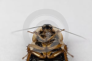 Blaptica dubia, Dubia roach, also known as the orange-spotted roach in the laboratory.