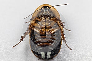 Blaptica dubia, Dubia roach, also known as the orange-spotted roach in the laboratory.