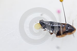 Blaptica dubia, Dubia roach, also known as the orange-spotted roach in the laboratory.