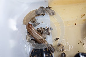 Blaptica dubia, Dubia roach, also known as the orange-spotted roach in the laboratory.