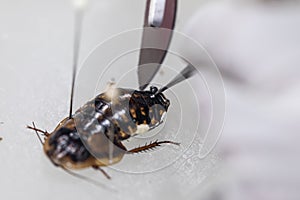 Blaptica dubia, Dubia roach, also known as the orange-spotted roach in the laboratory.