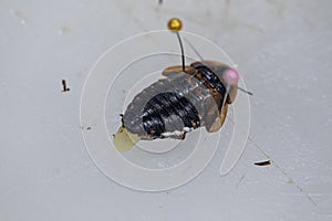 Blaptica dubia, Dubia roach, also known as the orange-spotted roach in the laboratory.