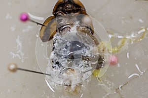 Blaptica dubia, Dubia roach, also known as the orange-spotted roach in the laboratory.