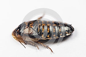 Blaptica dubia, Dubia roach, also known as the orange-spotted roach in the laboratory.