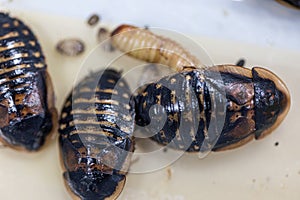 Blaptica dubia, Dubia roach, also known as the orange-spotted roach in the laboratory.