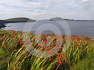 Blasket Island Ireland