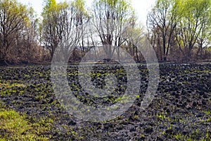 Blasted field after a fire