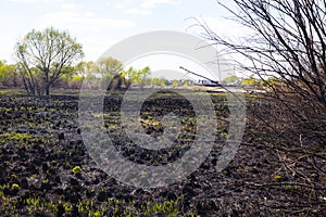 Blasted field after a fire