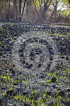 Blasted field after a fire