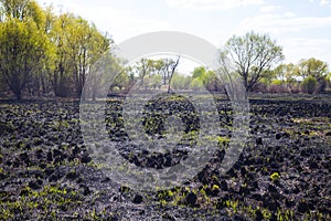 Blasted field after a fire