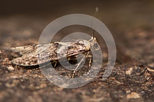 Blastobasis adustella moth on bark