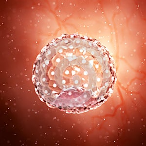 a blastocyst