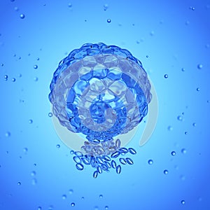 A blastocyst