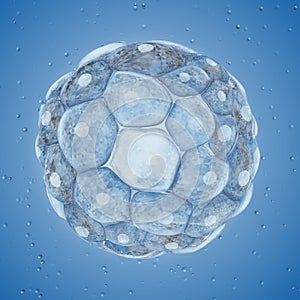 A blastocyst