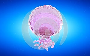 A blastocyst