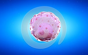 A blastocyst