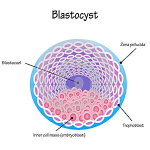 Blastocyst vector diagram