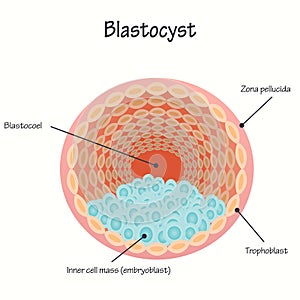 Blastocyst vector diagram