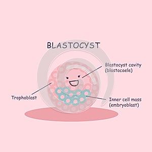 Blastocyst cartoon ovum photo