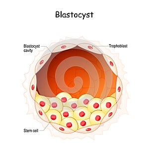 Blastocyst. Embryo development stage. Stem cells