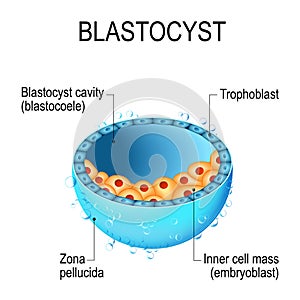 Blastocyst with inner cell mass