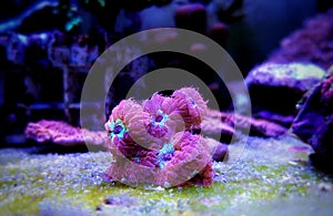 Blastomussa LPS colorful Coral - Blastomussa merletti