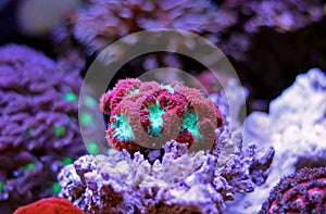 Blastomussa lps coral in reef aquarium tank