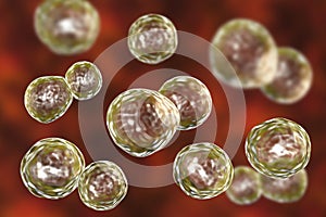 Blastomyces dermatitidis fungi, the causative agent of the disease blastomycosis photo
