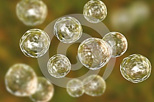 Blastomyces dermatitidis fungi, the causative agent of the disease blastomycosis photo